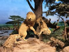 -国家自然博物馆