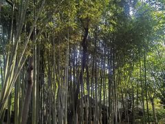 -秋霞圃