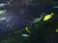 -太平洋海底世界