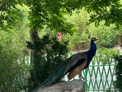 -西霞口神雕山野生动物世界