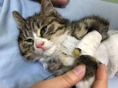 -康乐宝动物医院