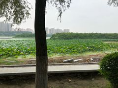-丁香湖公园
