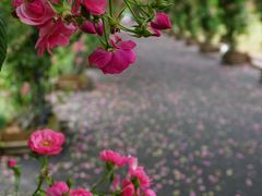 -广富林郊野公园