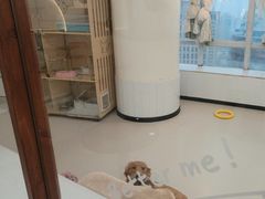 -共舞时光猫咖·狗咖(新街口店)