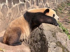 -都江堰中华大熊猫苑