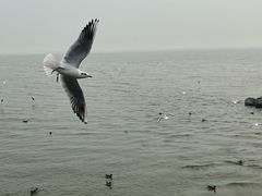 -深圳湾公园(南山区)