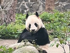 -都江堰中华大熊猫苑