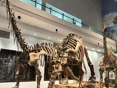 -自贡恐龙博物馆