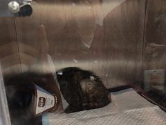 -瑞派康怡24h宠物医院·犬猫医疗中心·微创绝育(瑞景分院)
