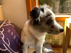 -YLK云南小粒咖啡·云里咖(二号店)