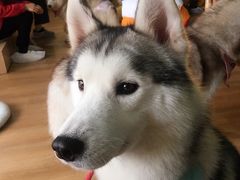 -Husky Go! 哈士奇体验馆·宠物咖啡厅狗咖