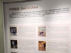-北京麋鹿生态实验中心