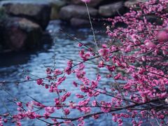 -杭州植物园
