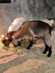 -Zoolung Zoolung动物主题公园(海信广场店)