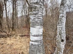 -洮儿河国家湿地公园