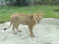 -西安秦岭野生动物园