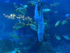 -海合安青岛极地海洋公园