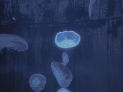-南昌融创海世界
