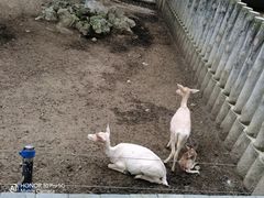 -成都动物园