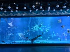 -烟台海昌鲸鲨海洋公园