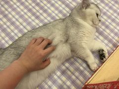 -猫咪派对(江南西店)