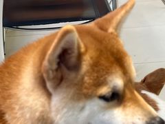 -怪兽屋·羊驼·猫咖·狗咖(俊华广场店)