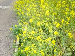 -武汉紫薇都市田园