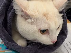 -伟伟宠物医院·CT影像中心·瑞派犬猫综合性门诊(汉口总院)