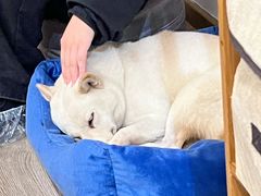 -柴迷FANS CLUB·柴犬狗咖·猫咖