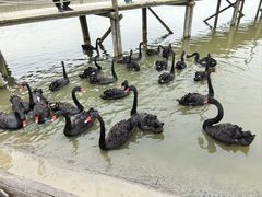 -池杉湖湿地公园