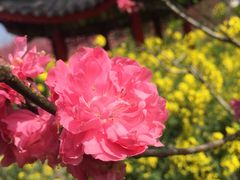 -南汇桃花村