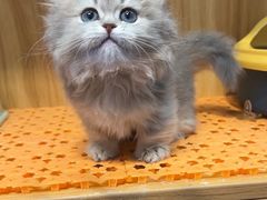 -欣宠猫屋·矮脚拿破仑·蓝金金渐层