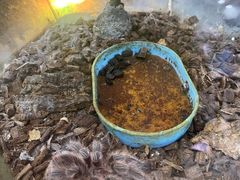 -上海大自然野生昆虫馆(东方明珠·爬宠昆虫探索中心)