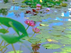 -国家植物园南园