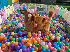 -汪说喵讲宠物乐园宠物酒店(红星美凯龙店)