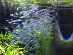 -迪拜水族馆及水下动物园