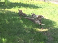 -西安秦岭野生动物园