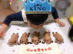 -咖咖熊蛋糕定制·英国蓝风车动物性淡奶油