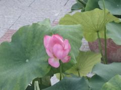-莲花池公园