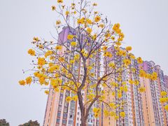-飞凤山奥体公园