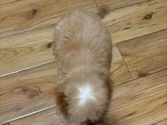 -瑞派蒂凯宠物医院·免疫点·宠保定点