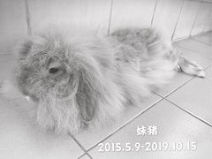 -彩虹桥宠物火化殡葬善终服务(金乐大厦店)