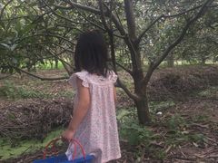 -塘栖枇杷特色园区