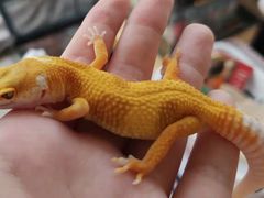 -酷以爬仙阁实体爬宠店·守宫·蜥蜴·专业繁育