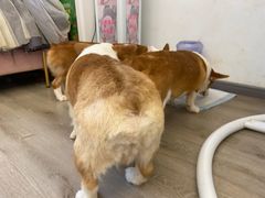 -浣熊柯尔鸭土拨鼠·电玩咖