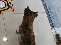 -佳雯宠物医院·皮肤科·内外科(春晓路分院)