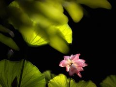 -黄兴公园