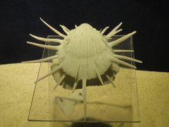 -亚龙湾中心广场·贝壳馆