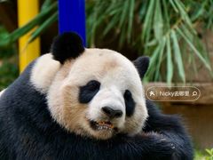 -广州长隆野生动物世界