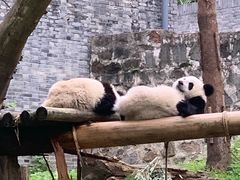 -都江堰中华大熊猫苑